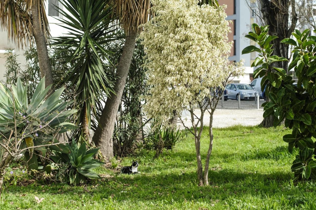 Olive Grove By Trip2portugal * Lisbon